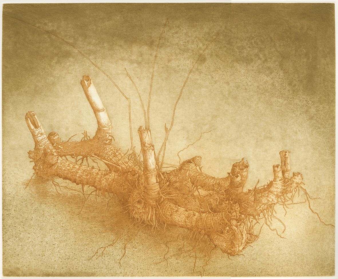 Objetos naturales I, 2004