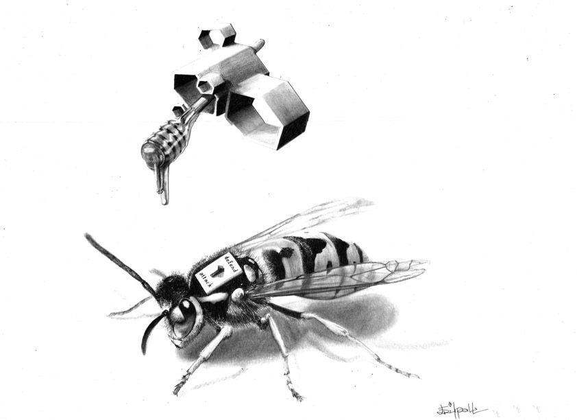 Wasp, 2015